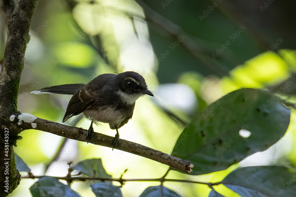 Fototapeta premium Pied Fantail bird (rhipidura javanica) perched on branch