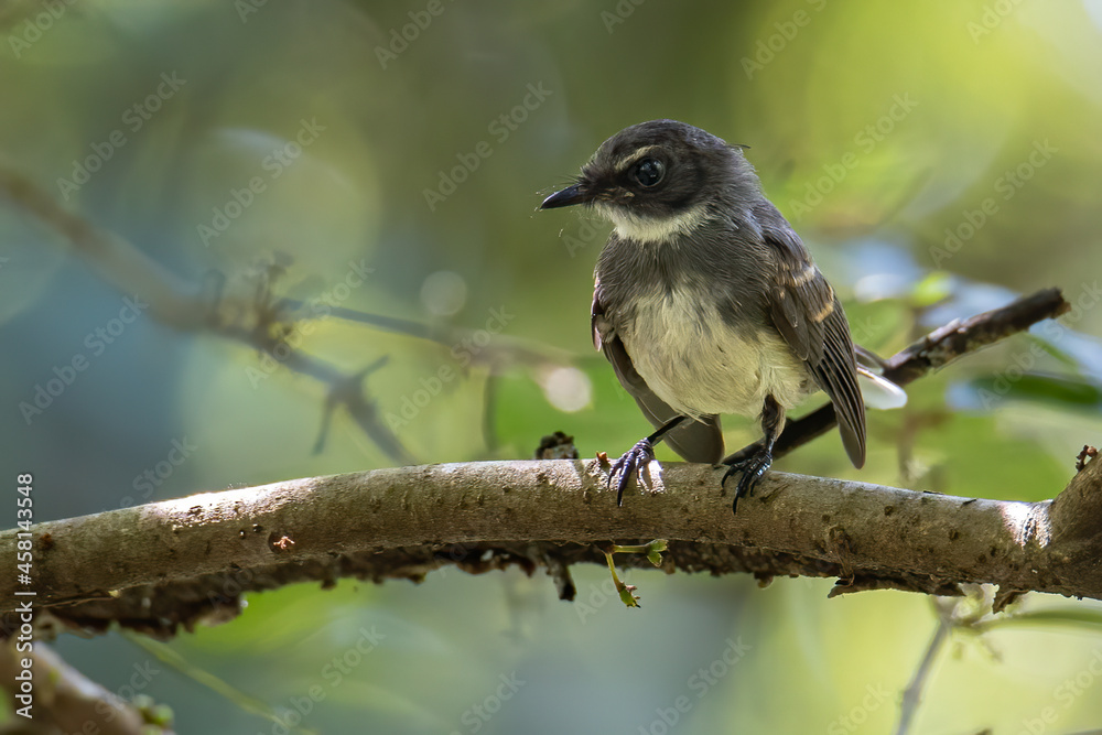 Pied Fantail bird (rhipidura javanica) perched on branch