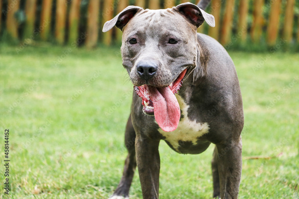 Pit bull dog playing and having fun in the park. Selective focus. Pit bull dog playing and having fun in the park. Selective focus.