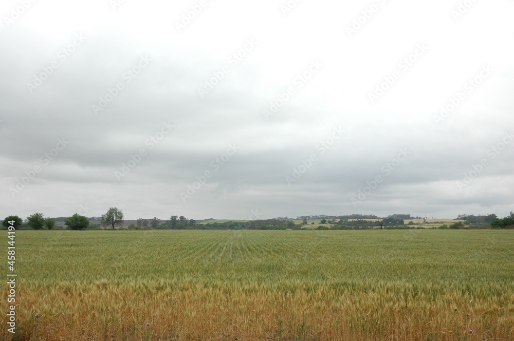 Obraz premium Golden wheat fields