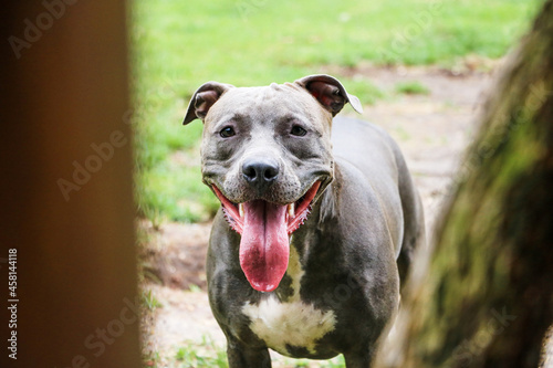 Fototapeta Naklejka Na Ścianę i Meble -  Pit bull dog playing and having fun in the park. Selective focus.