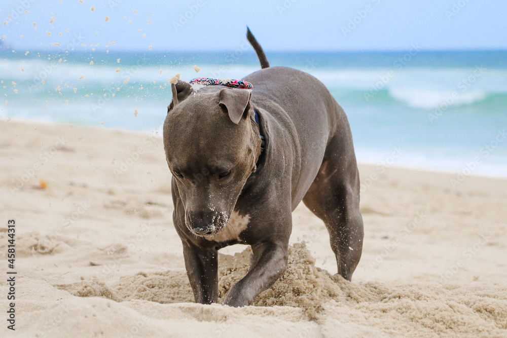 Pit Bull dog playing on the beach, enjoying the sea and sand. Sunny day. Selective focus. Pit Bull dog playing on the beach, enjoying the sea and sand. Sunny day. Selective focus.