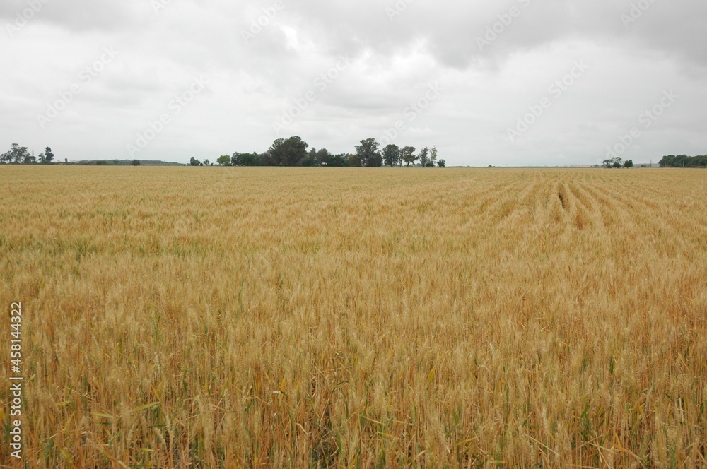 Golden wheat fields