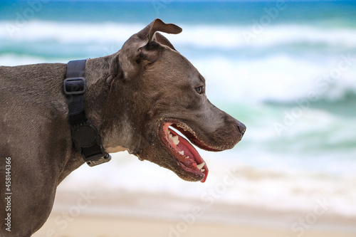 Pit Bull dog playing on the beach, enjoying the sea and sand. Sunny day. Selective focus.