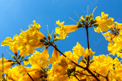 Yellow Ipê (Handroanthus albus) flowering in a square in the south of Sao Paulo photo