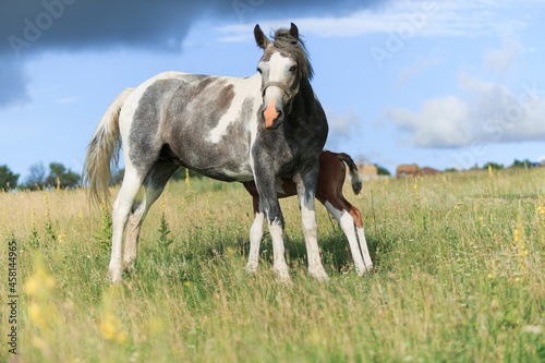 Horse chils and mother horse her beautiful foal on a field