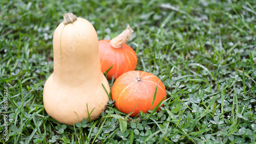White butternut squash and orange pumpkins in the garden. Different types of pumpkins on the green. Autumn harvest