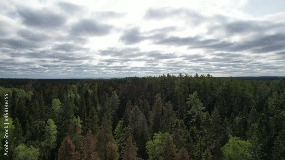 Flight over the coniferous forest. Flight over the coniferous forest.