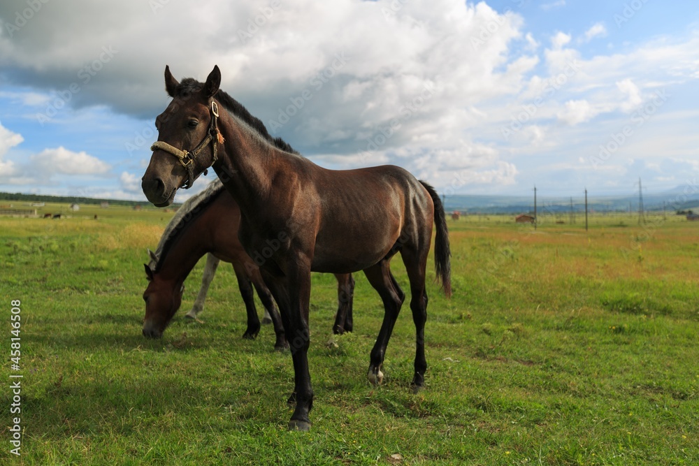 Horse runs on a green summer meadow on sunny day Horse runs on a green summer meadow on sunny day