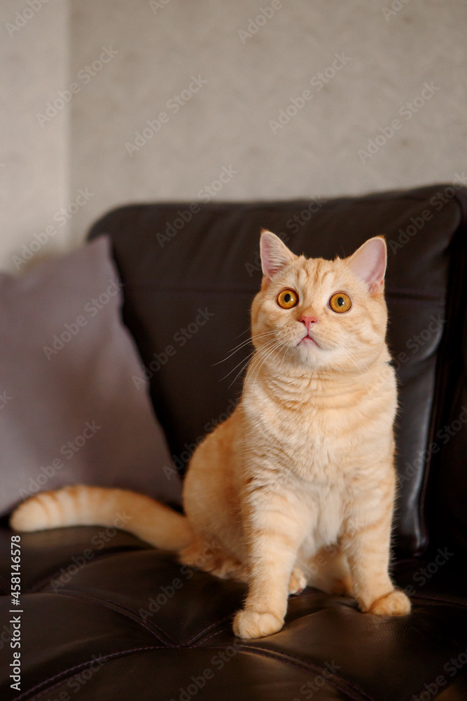 A red-haired cat is sitting on a black leather sofa.