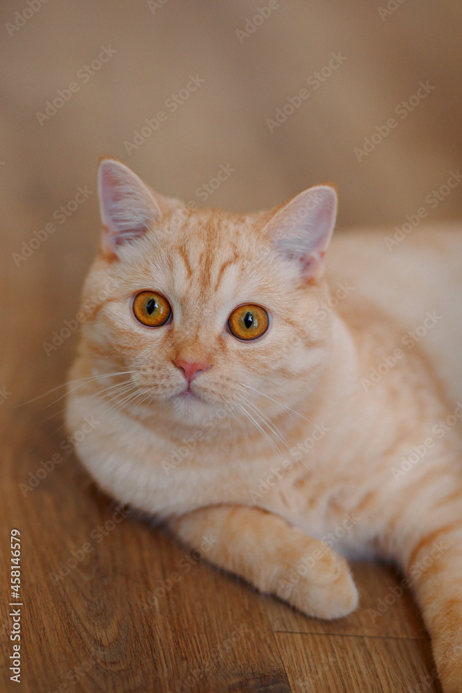 A Scottish cat is lying on the floor.