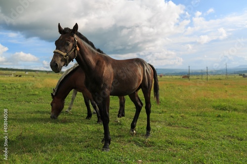 Horse runs on a green summer meadow on sunny day © BillionPhotos.com