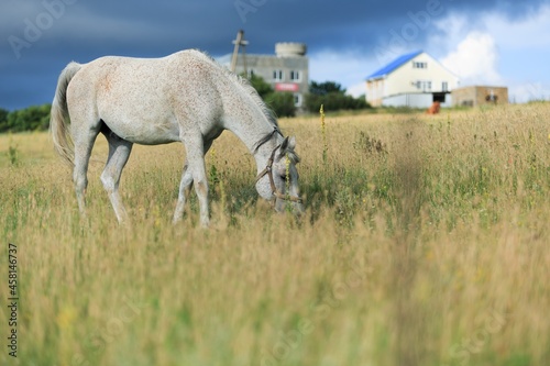 Horse runs on a green summer meadow on sunny day © BillionPhotos.com