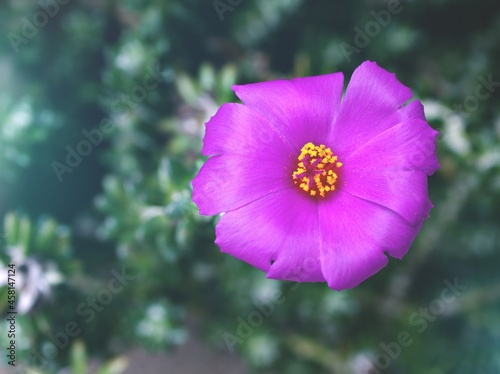 Closeup purple pink Portulaca Werdermannii flower succulent blooming in garden summer and soft selective focus for pretty background ,delicate dreamy beauty of nature ,macro ,copy space ,gently  photo