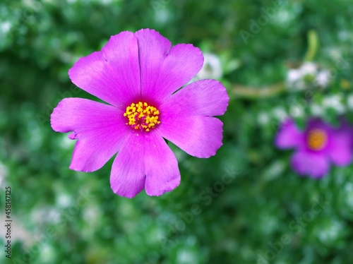 Closeup purple pink Portulaca Werdermannii flower succulent blooming in garden summer and soft selective focus for pretty background  delicate dreamy beauty of nature  macro  copy space  gently 