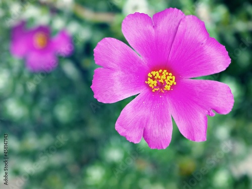 Closeup purple pink Portulaca Werdermannii flower succulent blooming in garden summer and soft selective focus for pretty background ,delicate dreamy beauty of nature ,macro ,copy space ,gently  photo