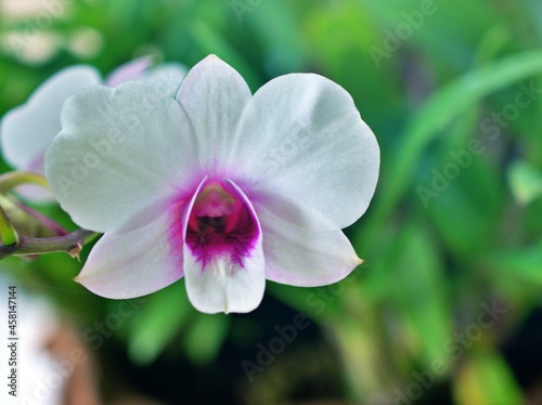 Gently white-purple flower orchids  cooktown  Dendrobium bigibbum blooming in garden tropical  soft selective focus for pretty background  delicate dreamy of beauty of nature  copy space  lovely macro