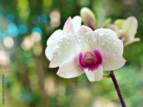 Gently white-purple flower orchids  cooktown  Dendrobium bigibbum blooming in garden tropical  soft selective focus for pretty background  delicate dreamy of beauty of nature  copy space  lovely macro