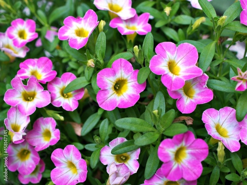 Closeup purple pink flower Calibrachoa care Million bells petunia blooming in garden summer and soft selective focus for pretty background ,delicate dreamy beauty of nature ,macro ,copy space ,gently  © Suganya