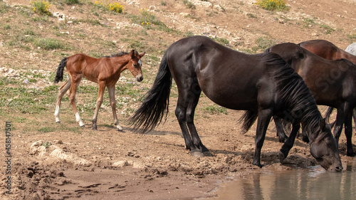 Bay colored male foal baby wild horse coming to the waterhole with his herd in the Pryor Mountains in Montana in the United States