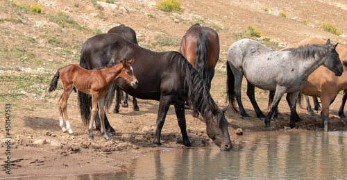 Wild Horse Mustang - Bay colored male foal at the waterhole with his herd in the Pryor Mountains wild horse refuge on the border of Montana and Wyoming in the United States