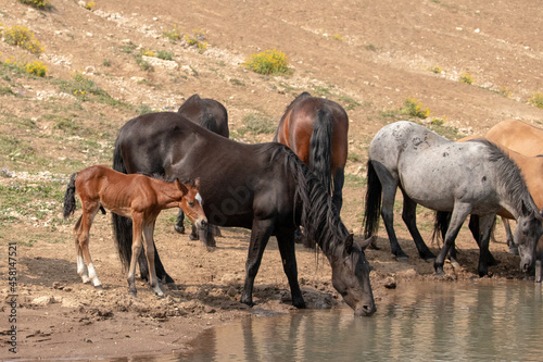 Wild Horse Mustang - Bay colored male foal at the waterhole with his herd in the Pryor Mountains wild horse refuge on the border of Montana and Wyoming in the United States