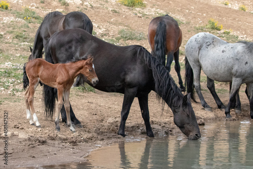 Wild Horse Mustang - Bay colored male foal at the waterhole with his herd in the Pryor Mountains wild horse refuge on the border of Montana and Wyoming in the United States