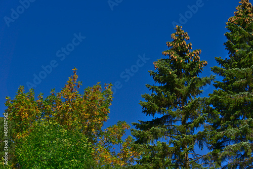 Early fall vibes of tree leaf color changing and golden cones on the top of pine trees in September on a sunny day with a background of a clear blue sky.