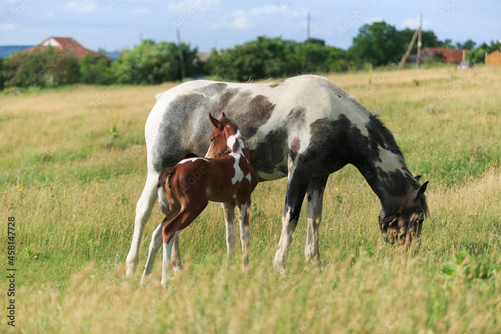 Horse chils and mother horse her beautiful foal on a field Horse chils and mother horse her beautiful foal on a field