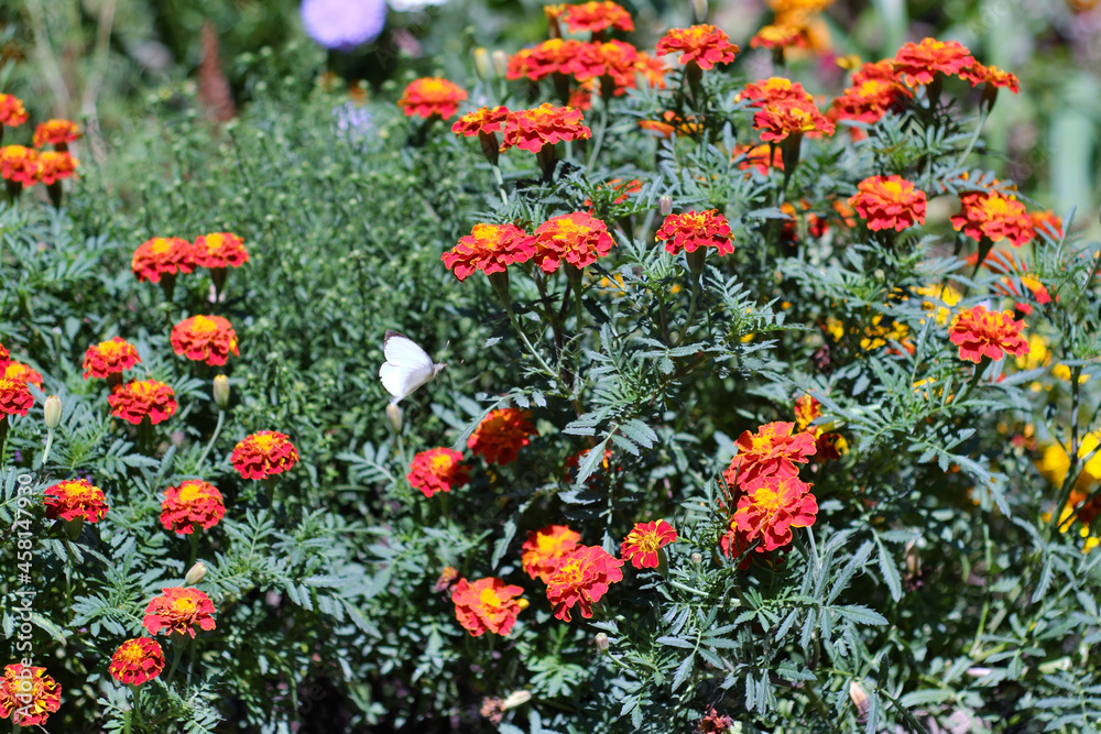 Flower bed with marigolds and other various colorful simple flowers.