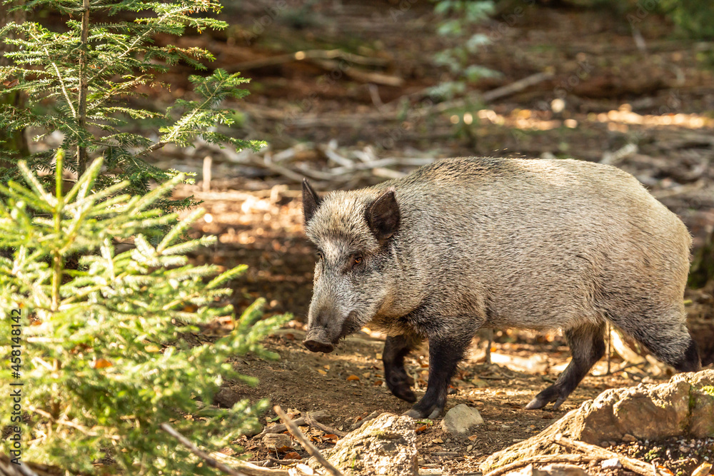 Portrait of wild pigs in an accessible enclosure at the bavarian forest national park, Neuschönau Portrait of wild pigs in an accessible enclosure at the bavarian forest national park, Neuschönau