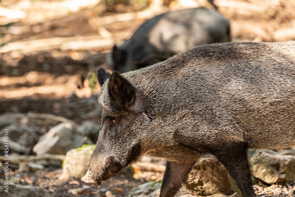 Portrait of wild pigs in an accessible enclosure at the bavarian forest national park, Neuschönau Portrait of wild pigs in an accessible enclosure at the bavarian forest national park, Neuschönau