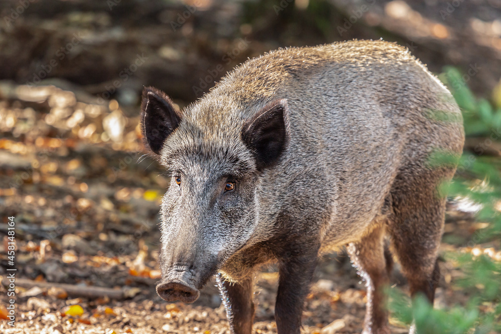Portrait of wild pigs in an accessible enclosure at the bavarian forest national park, Neuschönau Portrait of wild pigs in an accessible enclosure at the bavarian forest national park, Neuschönau