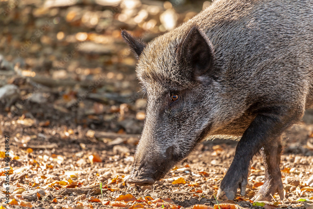 Portrait of wild pigs in an accessible enclosure at the bavarian forest national park, Neuschönau Portrait of wild pigs in an accessible enclosure at the bavarian forest national park, Neuschönau