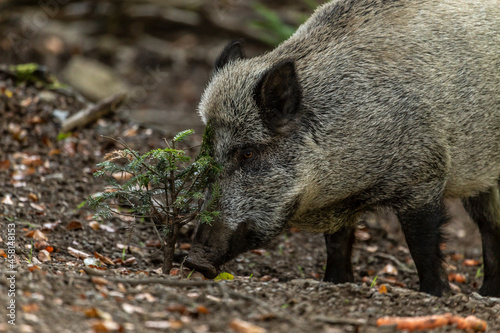 Portrait of wild pigs in an accessible enclosure at the bavarian forest national park, Neuschönau