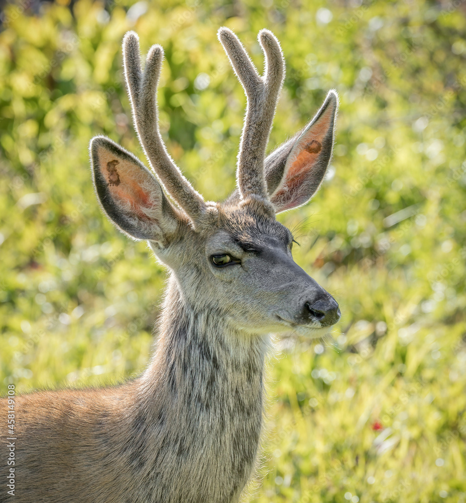 Deer of Montana 