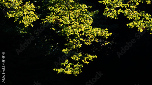 Green leaves, Backlight