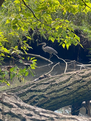 Canvas Print heron on the tree