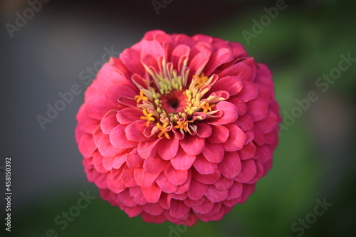 zinnia flowers
