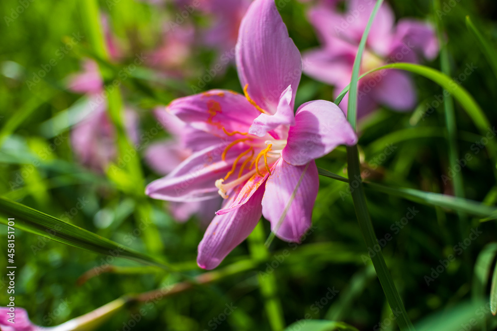Zephyranthus candida or known as Pink rain lily was captured from the side Zephyranthus candida or known as Pink rain lily was captured from the side