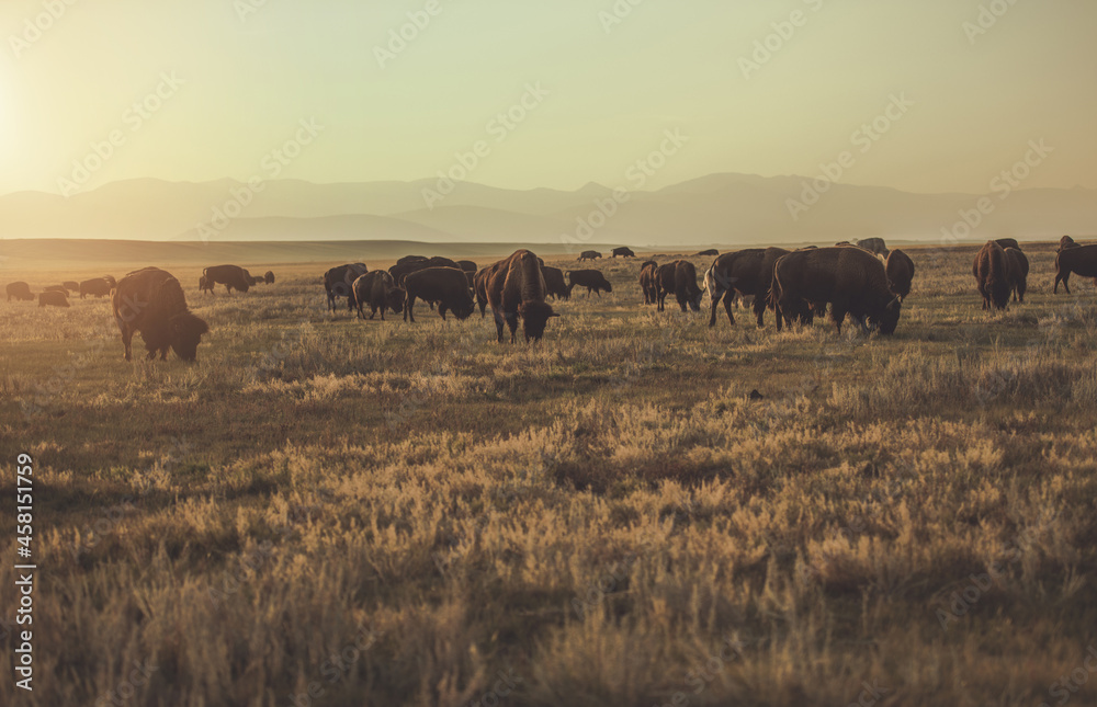 Herd of Colorado American Bisons