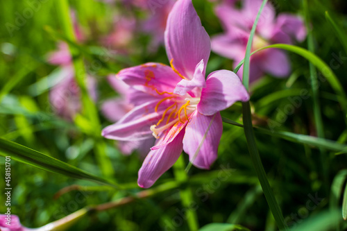 Zephyranthus candida or known as Pink rain lily was captured from the side