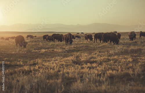 Herd of Colorado American Bisons © Tomasz Zajda
