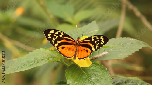 Mariposas de colores