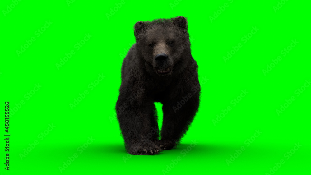 Fototapeta premium Walking bear. Green screen isolate. 3d rendering.