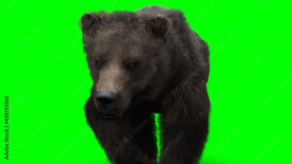 Walking bear. Green screen isolate. 3d rendering. Walking bear. Green screen isolate. 3d rendering.