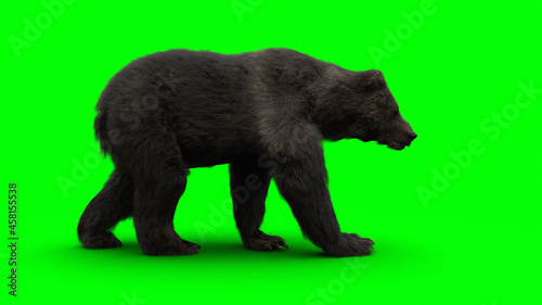 Walking bear. Green screen isolate. 3d rendering.