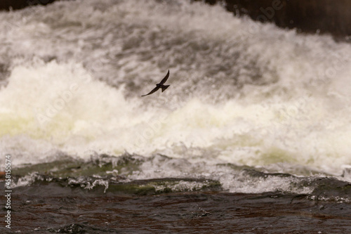 bird surfing the wave