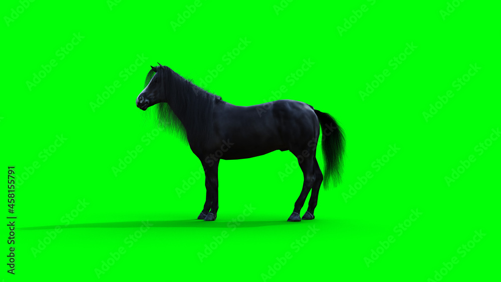 Standing black horse. Green screen isolate. 3d rendering. Standing black horse. Green screen isolate. 3d rendering.