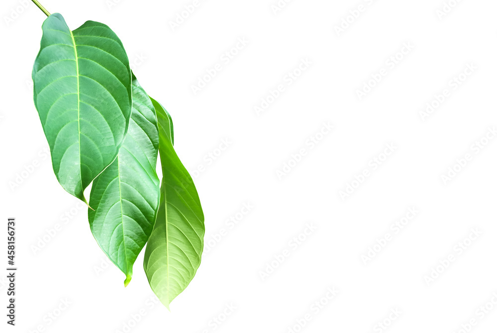 Green leaves of Queen Crepe Myrtle isolated on white background, clipping paths. Green leaves of Queen Crepe Myrtle isolated on white background, clipping paths.